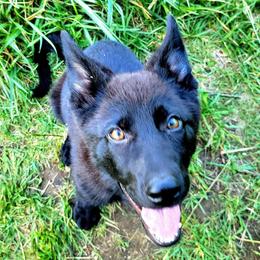 Older Trained Pup - Pink Collar - Umbra - Black female German Shepherd puppy in Augusta, West Virginia from Cricket Hollow Canines