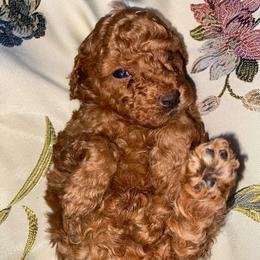 Noble Fur - Red  male Poodle puppy in El Sobrante, California from Mckendra's Legacy
