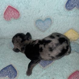 Dachshund Puppies from Dachshund Dad