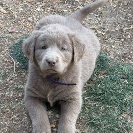 Purple collar - Silver female Dilute Retriever puppy in Teton County, Montana from East Front Labradors & Treasure State Schnauzers