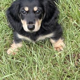 Queenie - Black and cream female Dachshund puppy in Call, Texas from Dachshund D’Amore