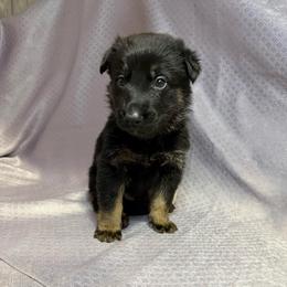 Torr - Brown Collar - Black and tan male German Shepherd puppy in Greenwood, Arkansas from West Haus Shepherds