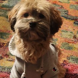 Havanese All Grown Up from HavtaHavRhavanese