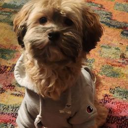 Havanese All Grown Up from HavtaHavRhavanese