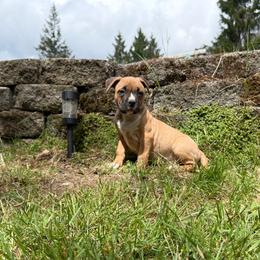 Aspen - Fawn female American Pit Bull Terrier puppy in Stanwood, Washington from Barajas Family Ranch