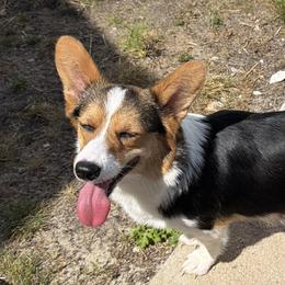 Mulan - Pembroke Welsh Corgi