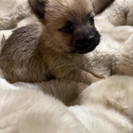 Cupid - Wheaten male Cairn Terrier puppy in Lipan, Texas from Flyin G Cairns