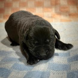Hamm - Black male Labrador Retriever puppy in Isle, Minnesota from Dog Ear Outfitters