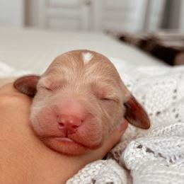 Breck, Boy - Apricot male Goldendoodle puppy in Maricopa, Arizona from Desert Ridge Doodles
