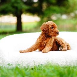 Sully - Red  male Goldendoodle puppy in Washington from Doodle Love