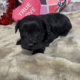 Rocco - Black male Miniature Schnauzer puppy in Lufkin, Texas from C&K’s Schnauzer House