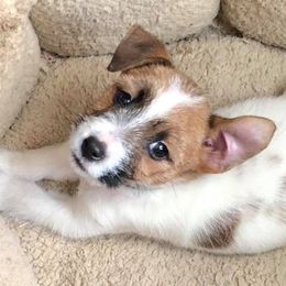 Russell Terriers from Pumpkin Patch Terriers