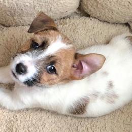 Russell Terriers from Pumpkin Patch Terriers