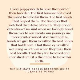 Boston Terrier Puppies from Beatrice's Kennels