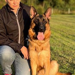 Ayleen - German Shepherd