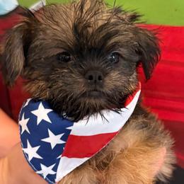 Cody (red) - Red male Brussels Griffon puppy in Brooks, Georgia from Brooks Berner Bears & Brussels Griffons