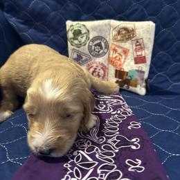 Goldendoodle All Grown Up from Pomegranate Doodles