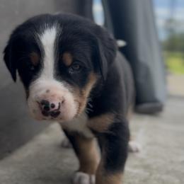 Brown boy - Black, white and red male Greater Swiss Mountain Dog puppy in Woodland, Washington from Woodland Swissie’s