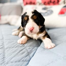 Bernedoodle, Goldendoodle, and Poodle Puppies from Teddy Doodles & Standard Poodles