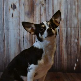 Rin - Chihuahua