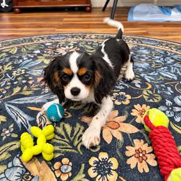 Angel - Tri-color female Cavalier King Charles Spaniel puppy in Mount Dora, Fl, Florida from Breezy Palms Cavaliers