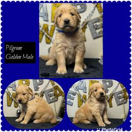 Pilgram - Golden male Golden Retriever puppy in Touchet, Washington from Northwest Rainbow Aussies and Golden Retrievers