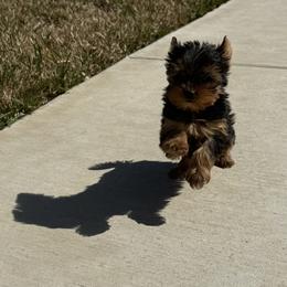 Yorkshire Terrier Puppies from Grand 7 Kennelz