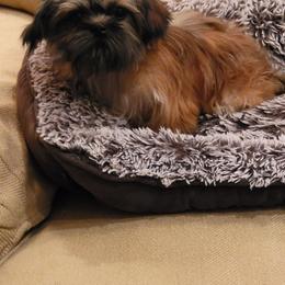 Little Tater - Brindle male Shih Tzu puppy in Cartersville, Georgia from 100 Acre Woods Shih Tzu Plantation