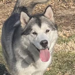 Flora - Alaskan Malamute