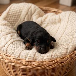 Woody - Black and tan male Cavapoo puppy in Salt Lake City, Utah from SunnySide Mini Doodles