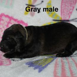 Gray collar - Sable male German Shepherd puppy in Ann Arbor, Michigan from Von Der Havier German Shepherds