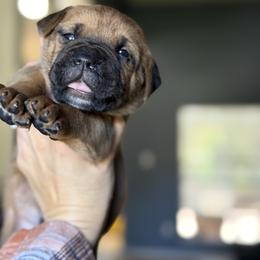 Boy 2 - Fawn male Cane Corso puppy in Sandia, Texas from OneTime Cane Corso