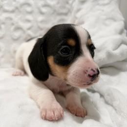 Merlin - Piebald male Dachshund puppy in Temple, Texas from Brit’s Doxie Crossing
