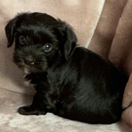 Hershey - Chocolate female Havanese puppy in Maryville, Missouri from Dreamworks Havanese