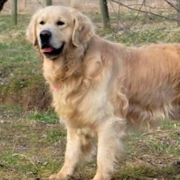 Golden Retrievers from Engler Goldens
