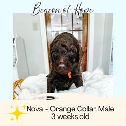 Nova - Chocolate male Goldendoodle puppy in Montgomery, Texas from Dacus Doodles