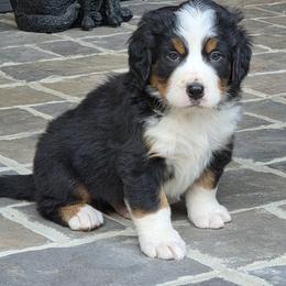 Fifty (pink Collar) - Black tan and white male Bernese Mountain Dog puppy in Gaffney, South Carolina from Circle D Farms