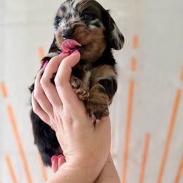 Bailey - Dapple male Dachshund puppy in Westport, Kentucky from Lonestar Creek Farm