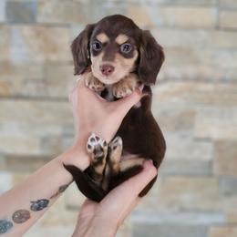 Girl 4 - Chocolate and cream female Dachshund puppy in Rancho Cucamonga, California from Pretty Little Dachshunds