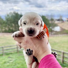 Mr. Orange - Light golden male Golden Retriever puppy in Jasper, Tennessee from Suncoast Goldens