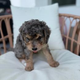 Sunny - Merle female Bernedoodle puppy in Loxahatchee, Florida from SR. Doodle pupps