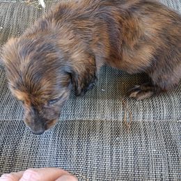 Dachshund Puppies from Bailey's Dachshunds