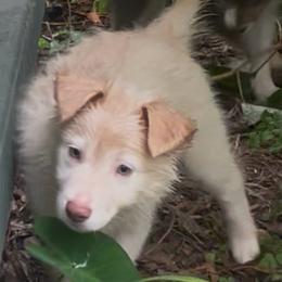 Brown Collar - White and gold male Border Collie puppy in Gadsden, Alabama from Collie Wood Hills