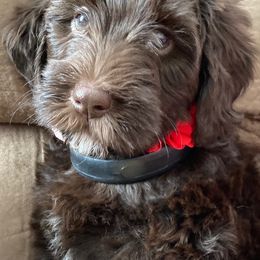 Australian Labradoodle Puppies from NoodleDoodles LLC