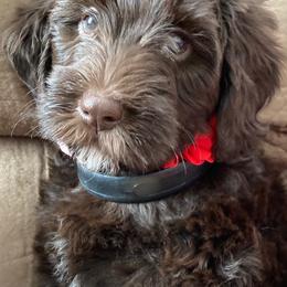 Australian Labradoodle Puppies from NoodleDoodles LLC