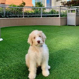 Aussiedoodle Puppies from Crystalridgedoodles