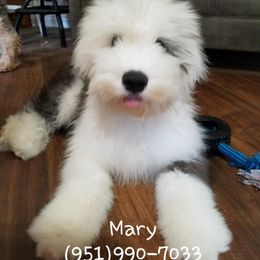 Old English Sheepdog Puppies from Wild-n-Woolly Old English Sheepdogs
