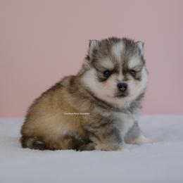Beckett - Silver and white male Pomsky puppy in Loxahatchee, Florida from Cardinal Point Pomskies