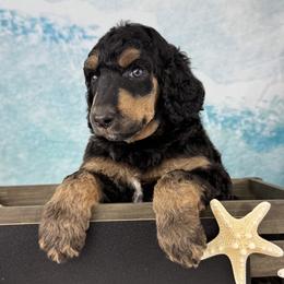 Granat - North Sea Shrimp - Phantom male Poodle puppy in Middlebourne, West Virginia from El Silencio Standard Poodles