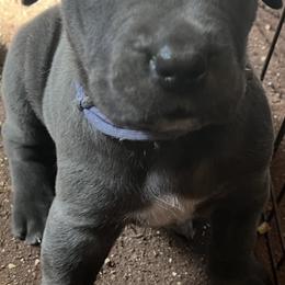 Girl 2 - Gray female Cane Corso puppy in Douglasville, Georgia from Palazzo Cane Corso